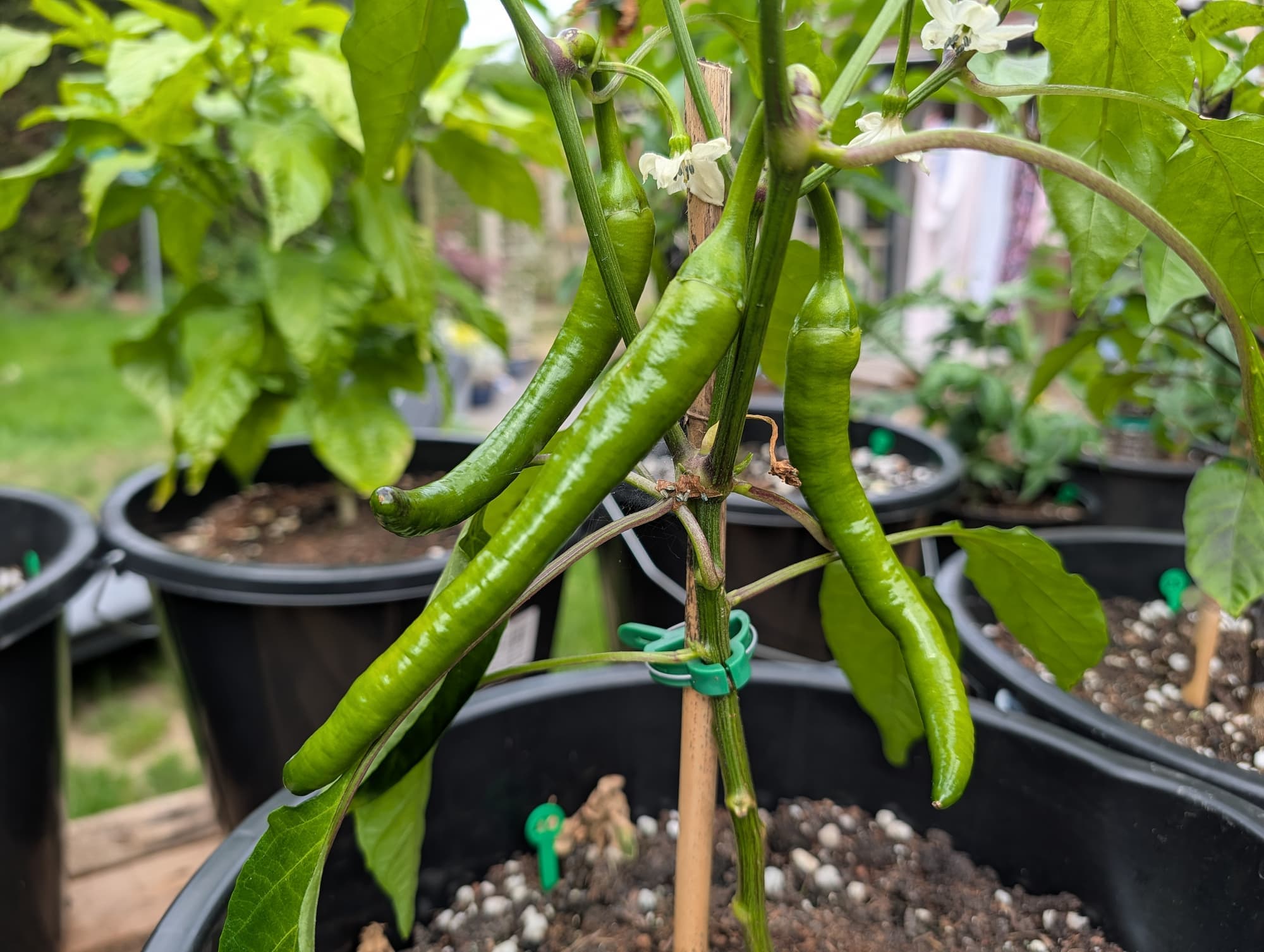 Long green chillies ripening on a staked plant in the garden