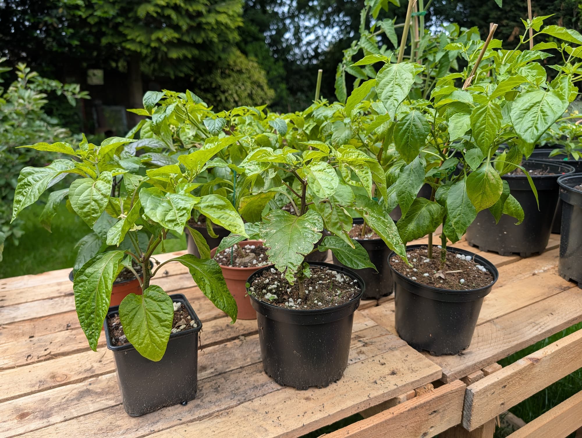 Unlabelled potted chilli plants growing on a wooden table in a garden