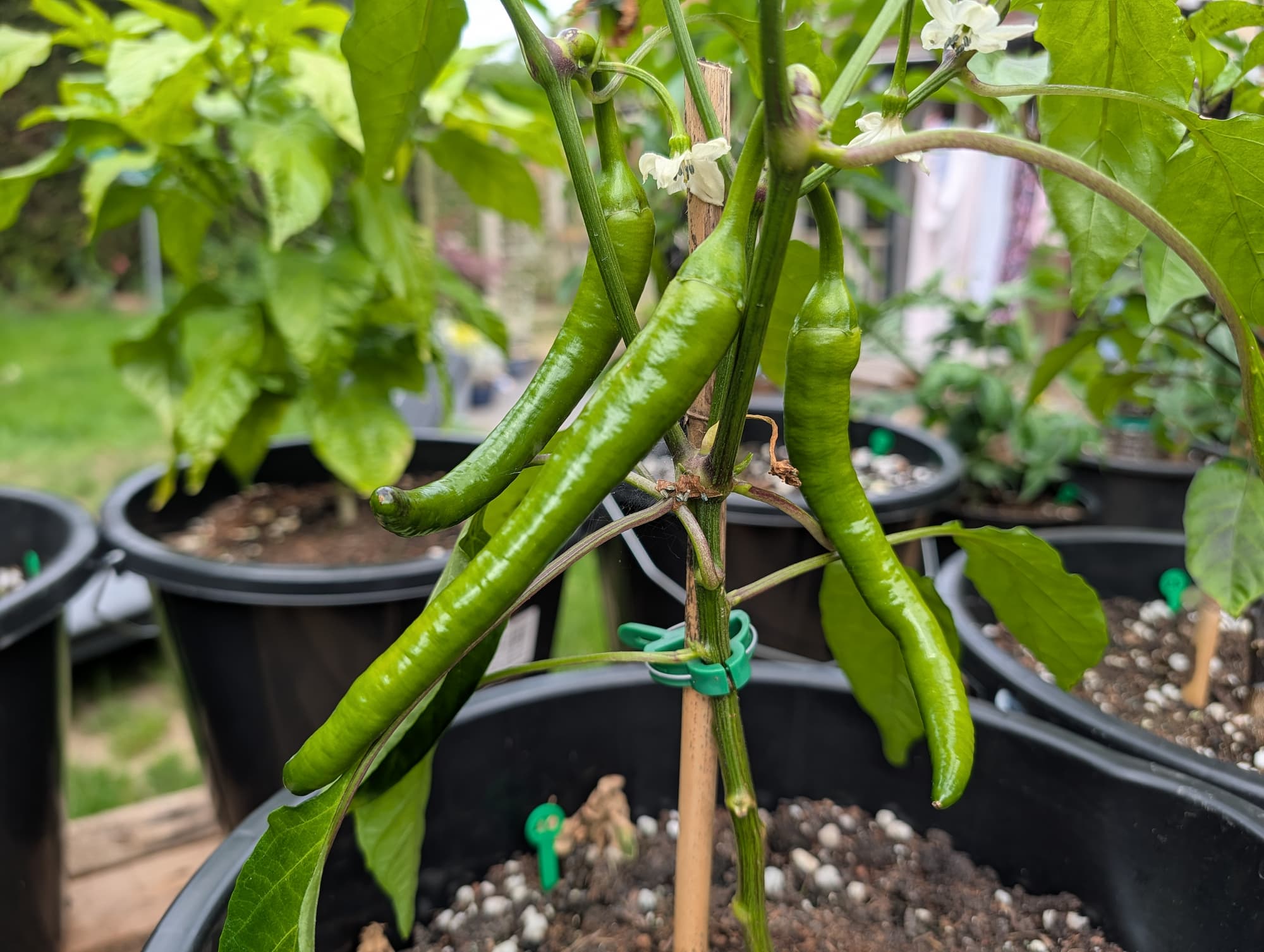 Long green chillies ripening on a staked plant in the garden
