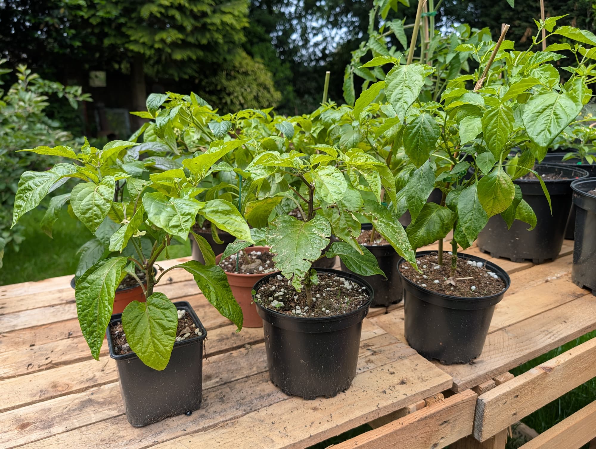 Unlabelled potted chilli plants growing on a wooden table in a garden
